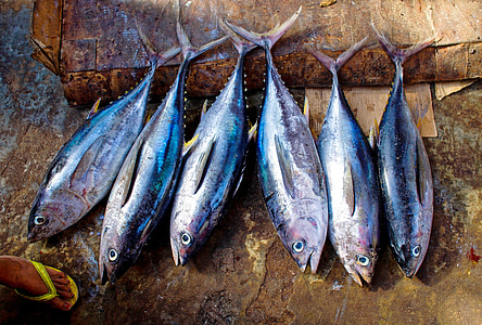 six gray fish thumbnail
