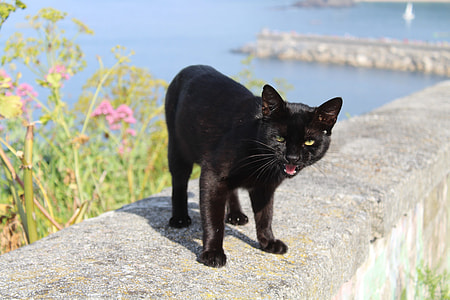 short-coated black cat thumbnail