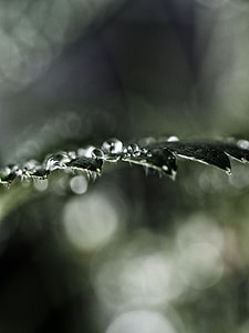micro photography of leaf with dew drops thumbnail