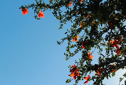 low angle photography of orange petaled flowers thumbnail