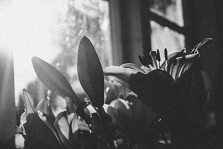 Grayscale Photography of Flowers thumbnail