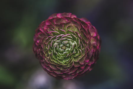 red and green ranunculus flower in bloom macro photography thumbnail