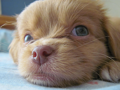 short-coated brown puppy thumbnail