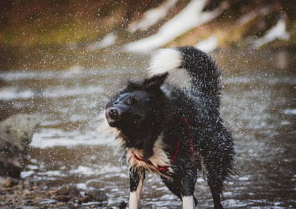 black and white dog thumbnail