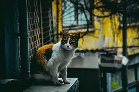 shallow focus photography of calico cat thumbnail