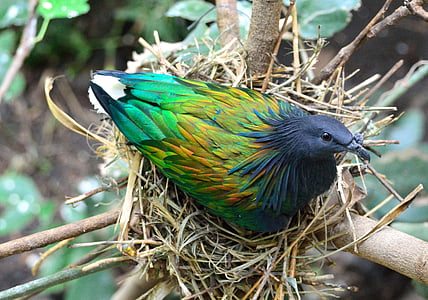 green and black bird on nest thumbnail