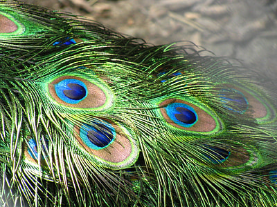 green and blue peacock feather thumbnail