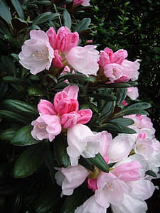 white and pink apple blossoms thumbnail