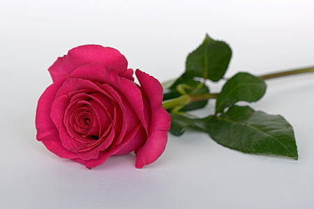 pink rose flower on white surface thumbnail