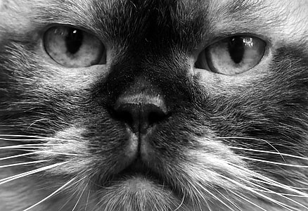 shallow focus photography of gray and black cat thumbnail