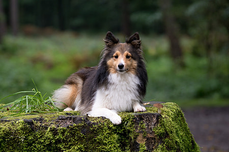 adult tricolor rough collie laying on rock thumbnail