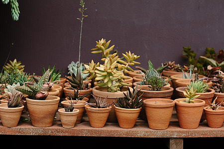 assorted succulent plants on plant pots thumbnail
