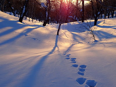 paw print on snow near bare trees thumbnail
