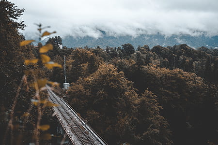train rail above tree thumbnail