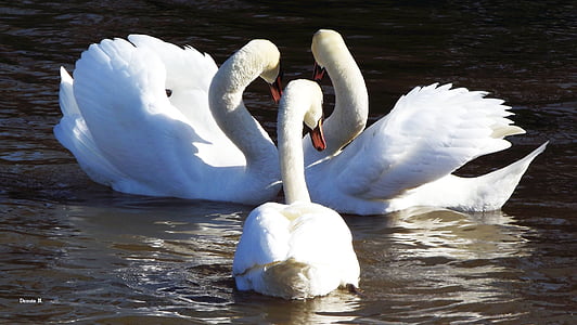 three white swans on body of water during daytime thumbnail