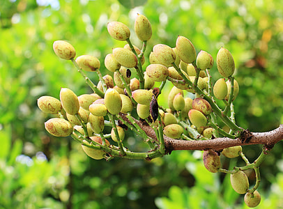 shallow focus photography of green fruit thumbnail