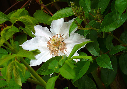 Clematis, Hahnenfußgewächs thumbnail