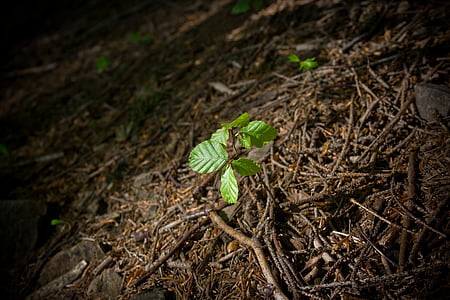 selective focus photography of green leafed plant thumbnail