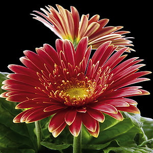 red and yellow petaled flowers thumbnail