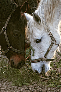 brown and white horses facing each other thumbnail