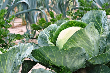 selective focus photography of green vegetable thumbnail