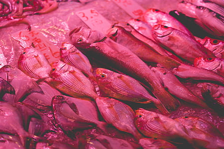 pile of edible fishes thumbnail