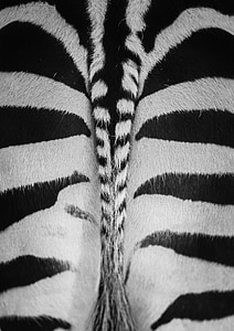 black and white textile thumbnail