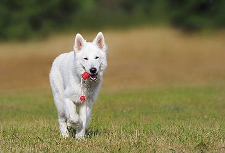 white dog biting red toy thumbnail
