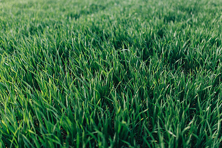 Close-ups of green grass thumbnail