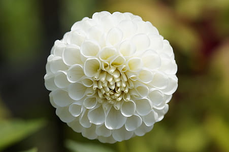 selective focus photography of white Dahlia flowers thumbnail