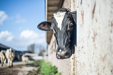 black and white cattle at daytime thumbnail