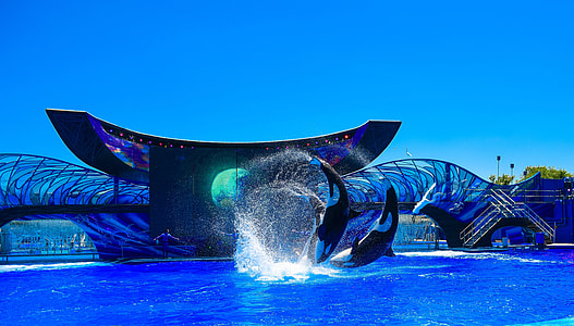 two black-and-white dolphins under blue sky thumbnail
