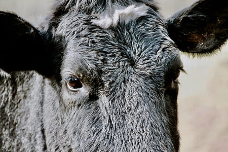 animal, countryside, agriculture, farm thumbnail