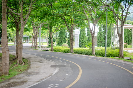 Road with a green tree thumbnail