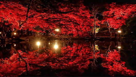 Red trees, lights, and reflection in garden thumbnail