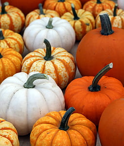 pumpkin lot thumbnail