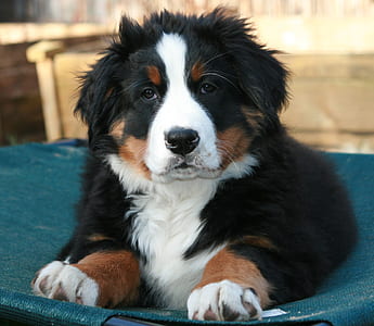 Bernese mountain puppy lying on green textile thumbnail