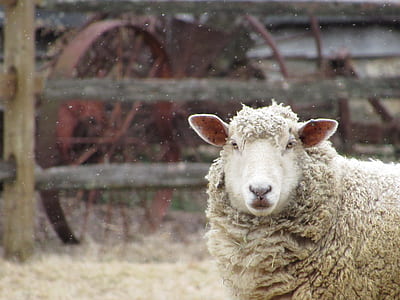 selective focus photography of sheep thumbnail