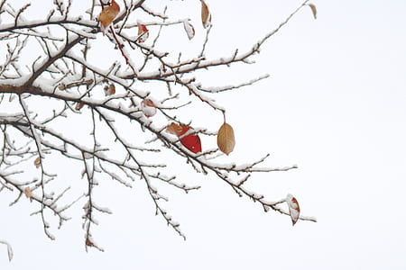 brown leafed tree thumbnail