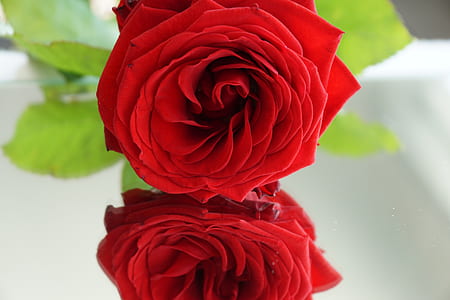 red rose selective focus photography thumbnail
