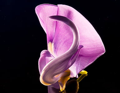 closeup photography of pink petaled flower thumbnail
