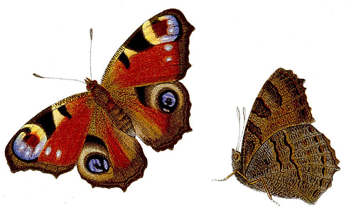 two red and brown butterflies thumbnail