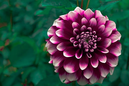 purple dahlia flower closeup photography thumbnail