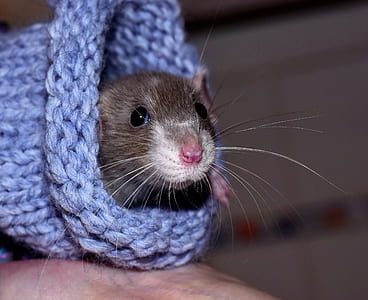photo of brown rodent on blue crochet thumbnail