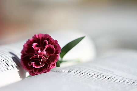 closeup photography of pink carnation flower on opened book thumbnail