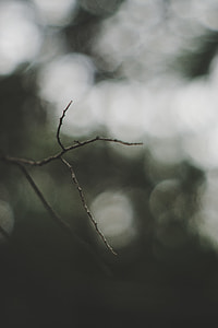 selective focus photography of leafless tree branch thumbnail