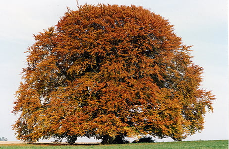 maple tree on grass field thumbnail