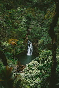 waterfalls surrounded by forest thumbnail