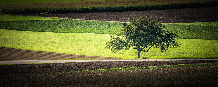 green leaf tree on green grass thumbnail
