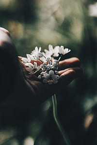 shallow focus photography of person holding white petal flower thumbnail